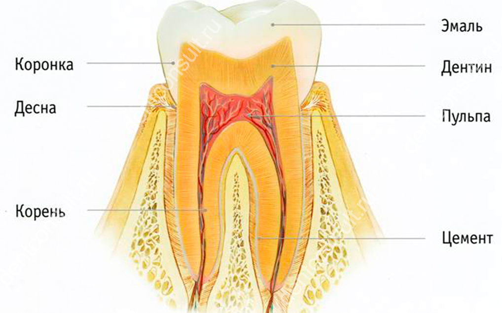 Дентин зуба