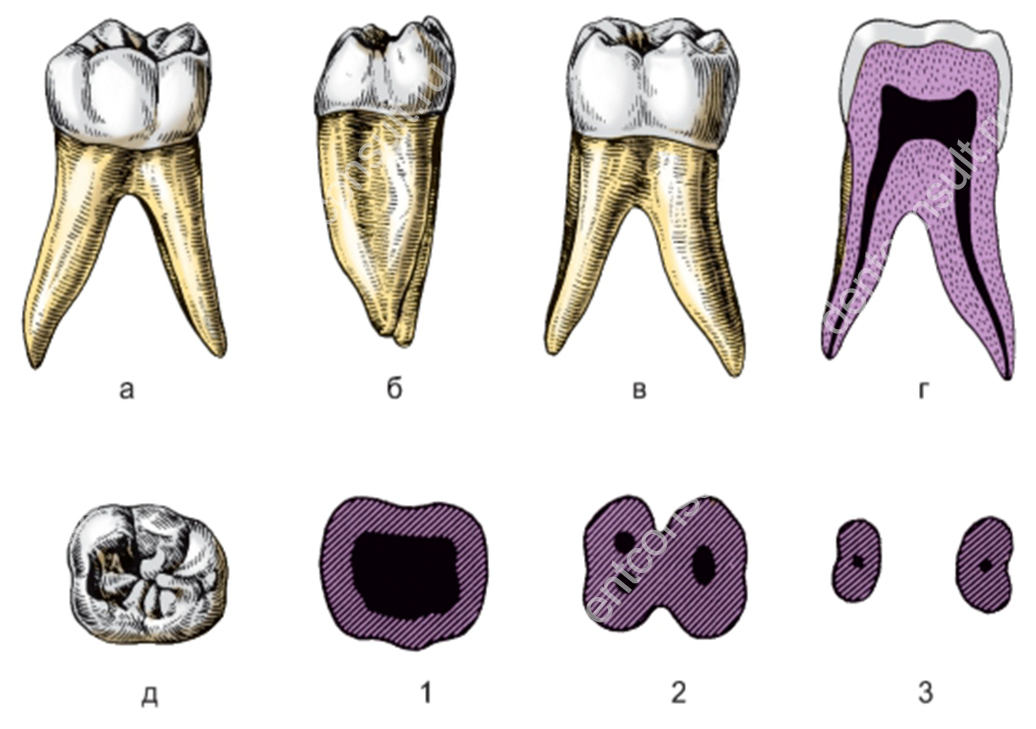 Коренной зуб в челюсти. 1 Моляр нижней челюсти анатомия. Первый Нижний моляр анатомия. Первый моляр нижней челюсти правый.