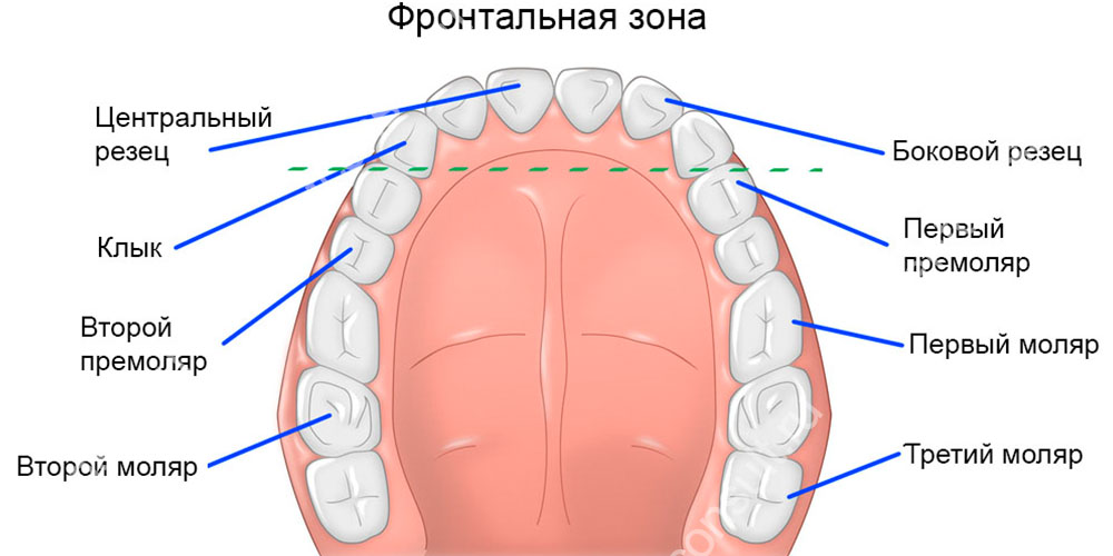 Премоляры расположены между клыком и большими жевательными (молярами)